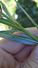 Salix eleagnos