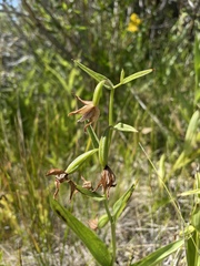 Epipactis gigantea