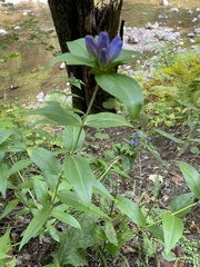 Gentiana clausa