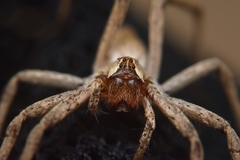 Pisaura