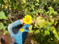 Hymenothrix dissecta