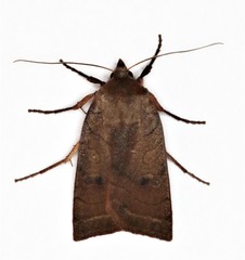 Epiglaea apiata