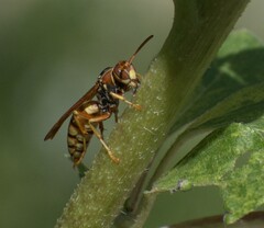 Polistes aurifer