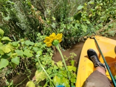 Hymenothrix dissecta