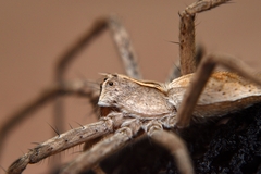 Pisaura