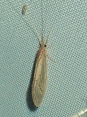 Oecetis