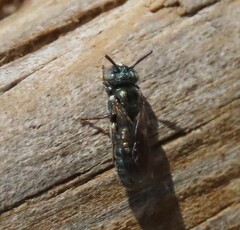 Ceratina