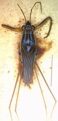 Limnogonus hypoleucus