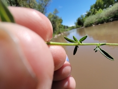 Hymenothrix dissecta