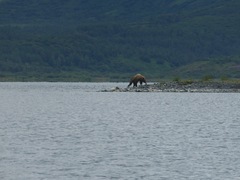 Ursus arctos middendorffi