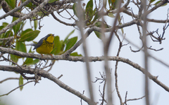 Cardellina canadensis