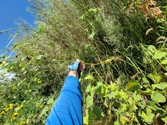 Hymenothrix dissecta