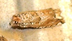 Tortricidae