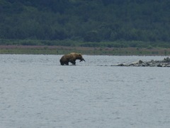 Ursus arctos middendorffi