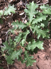 Quercus gambelii