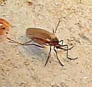 Culicidae