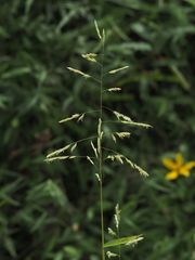 Leersia oryzoides