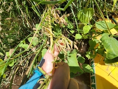 Hymenothrix dissecta