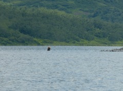 Ursus arctos middendorffi