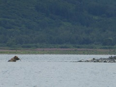 Ursus arctos middendorffi