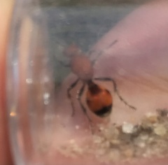 Dasymutilla bioculata