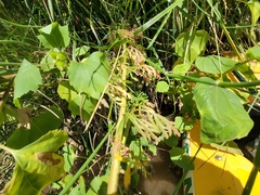 Hymenothrix dissecta