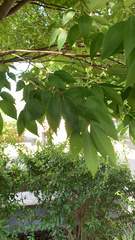 Zelkova serrata