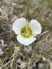 Calochortus gunnisonii