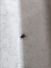 Musca domestica