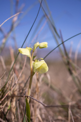 Pterygodium catholicum