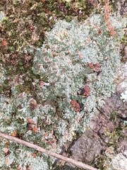 Cladonia peziziformis
