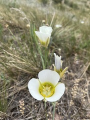 Calochortus gunnisonii