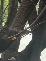 Turdus ignobilis