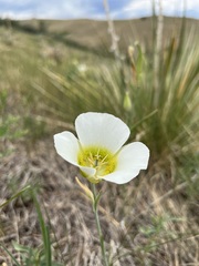 Calochortus gunnisonii