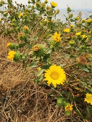 Grindelia hirsutula
