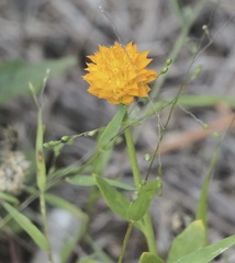 Polygala lutea