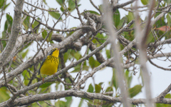 Cardellina canadensis