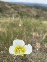 Calochortus gunnisonii
