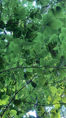 Litylenchus crenatae