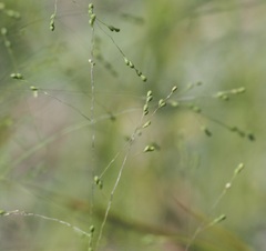 Kellochloa verrucosa