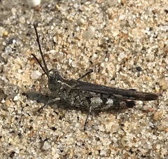 Psinidia fenestralis