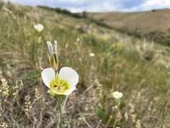Calochortus gunnisonii