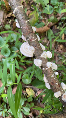 Trametes conchifer