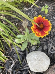 Gaillardia
