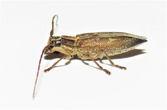 Temnosternus planiusculus