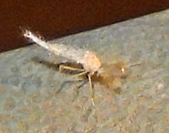 Chaoboridae