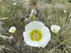 Calochortus gunnisonii