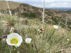 Calochortus gunnisonii