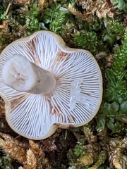 Lactarius