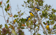 Euphonia affinis